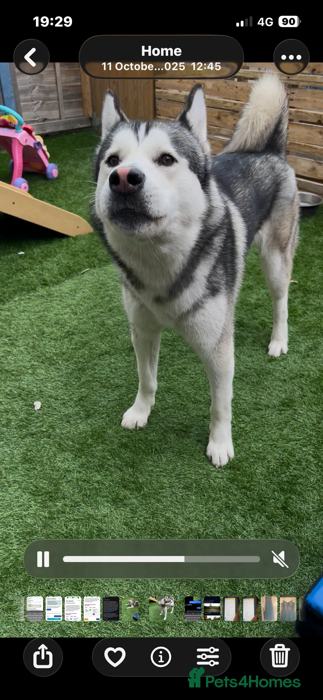Siberian Husky dogs for sale:  Siberian husky shadow in Evesham - Advert 5
