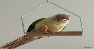 Conures birds Pineapple Conure  - Advert 1