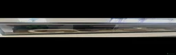 Corn Snake reptiles for sale: Large white corn snake  in Cardiff - Advert 2