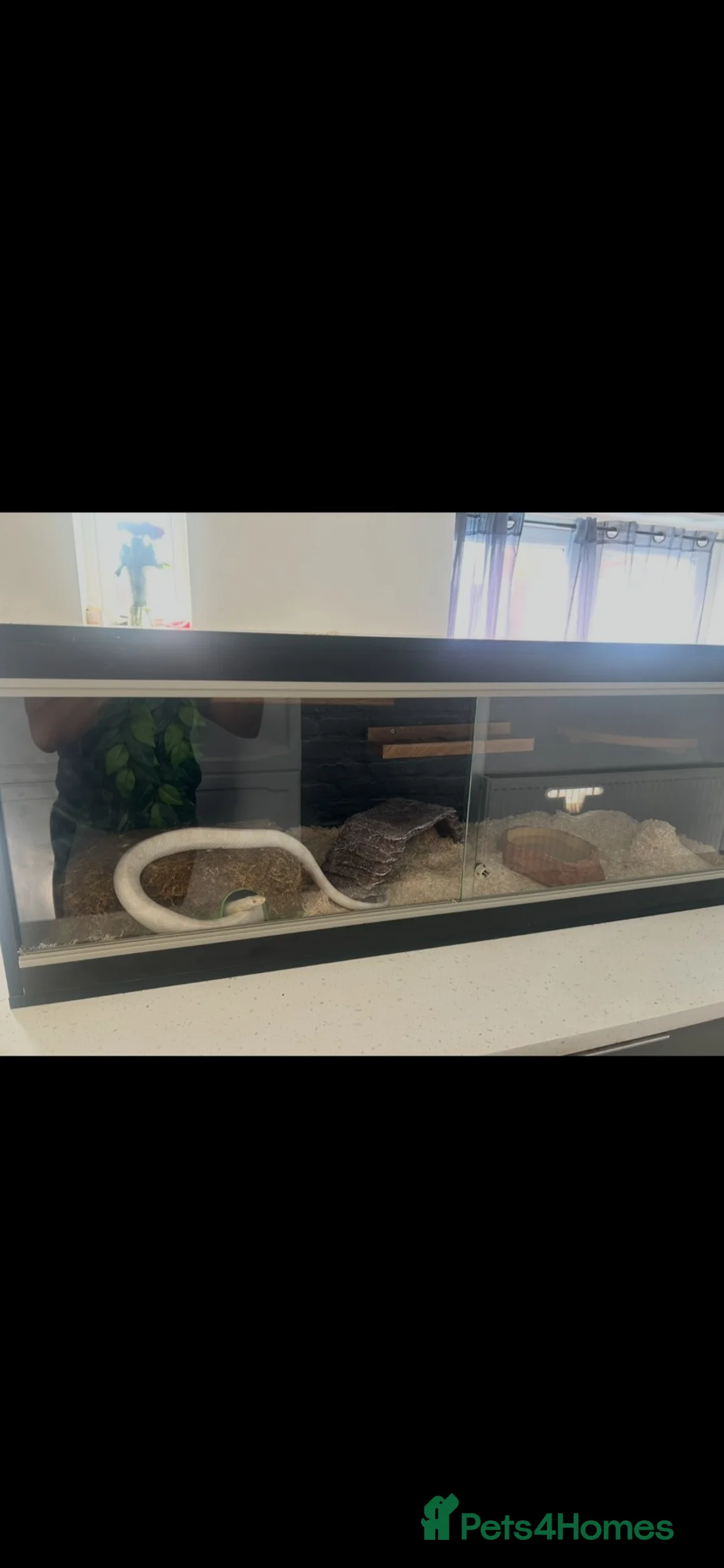 Corn Snake reptiles for sale: Large white corn snake  in Cardiff - Advert 2