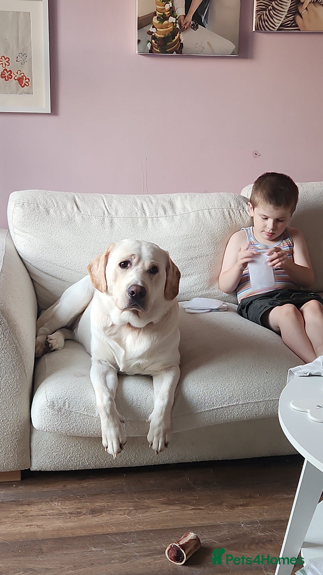Labrador Retriever dogs for sale: Labrador sadly needs to be rehomed  - Image 4