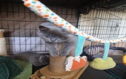 British Shorthair cats for sale: 3 Left Blue BSH Kittens Healthy GCCF Pedigree  - Image 16
