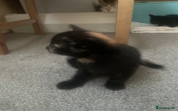 European cats for sale: Kittens for sale  - Image 15