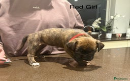 Boxer dogs for sale: Boxer Puppies  - Advert 6