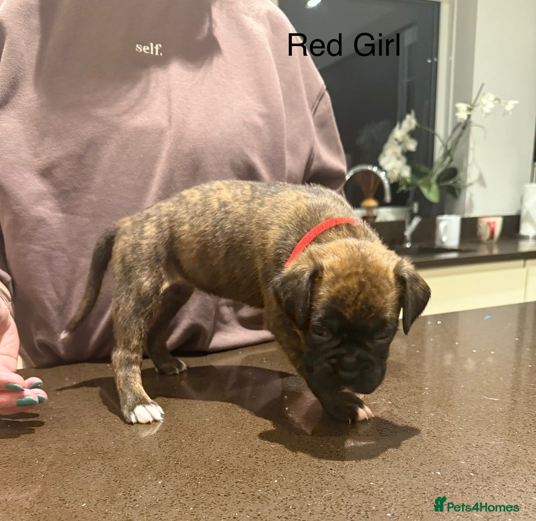 Boxer dogs for sale: Boxer Puppies  - Advert 6