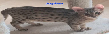 Savannah Kitten 5 JUPITER 