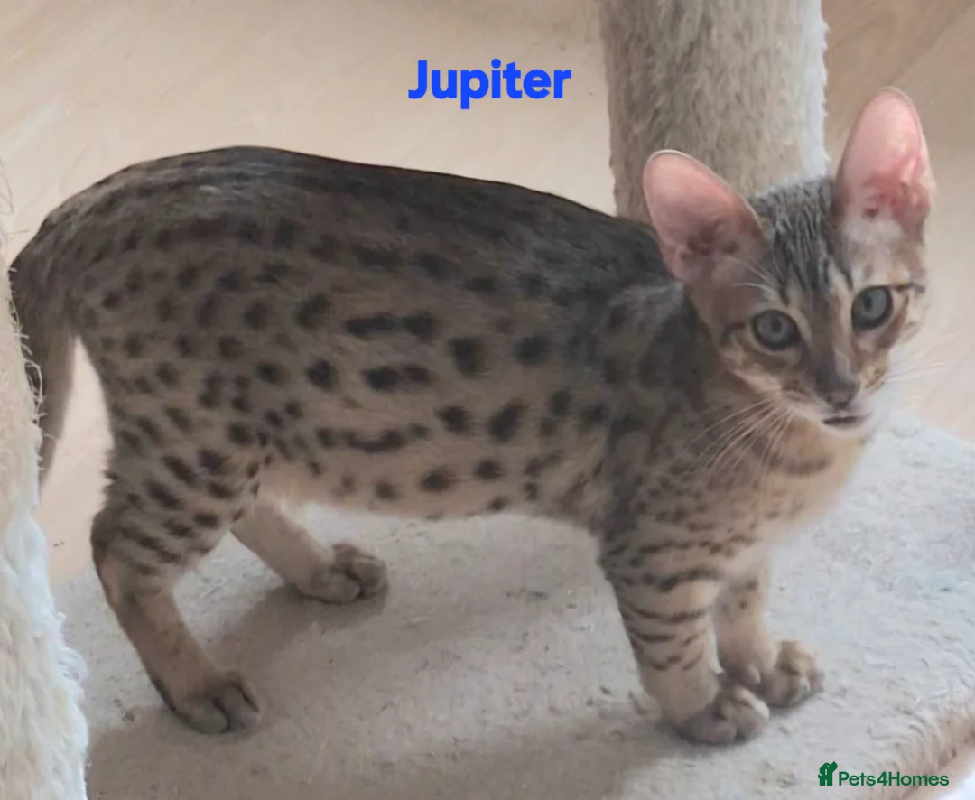 Savannah cats for sale: REDUCED! Savannah SBTF6 cubs with Serval traits - Advert 3