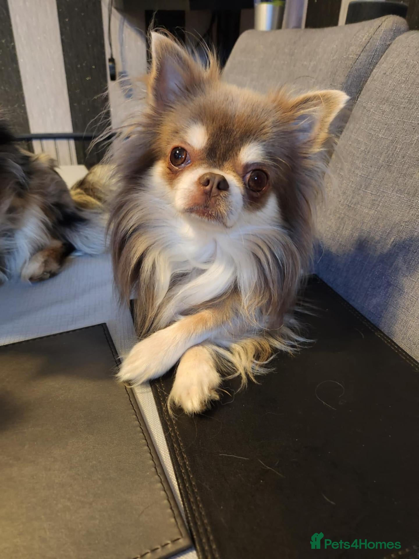 Chihuahua dogs for sale: Very Small chihuahua puppies  - Advert 2