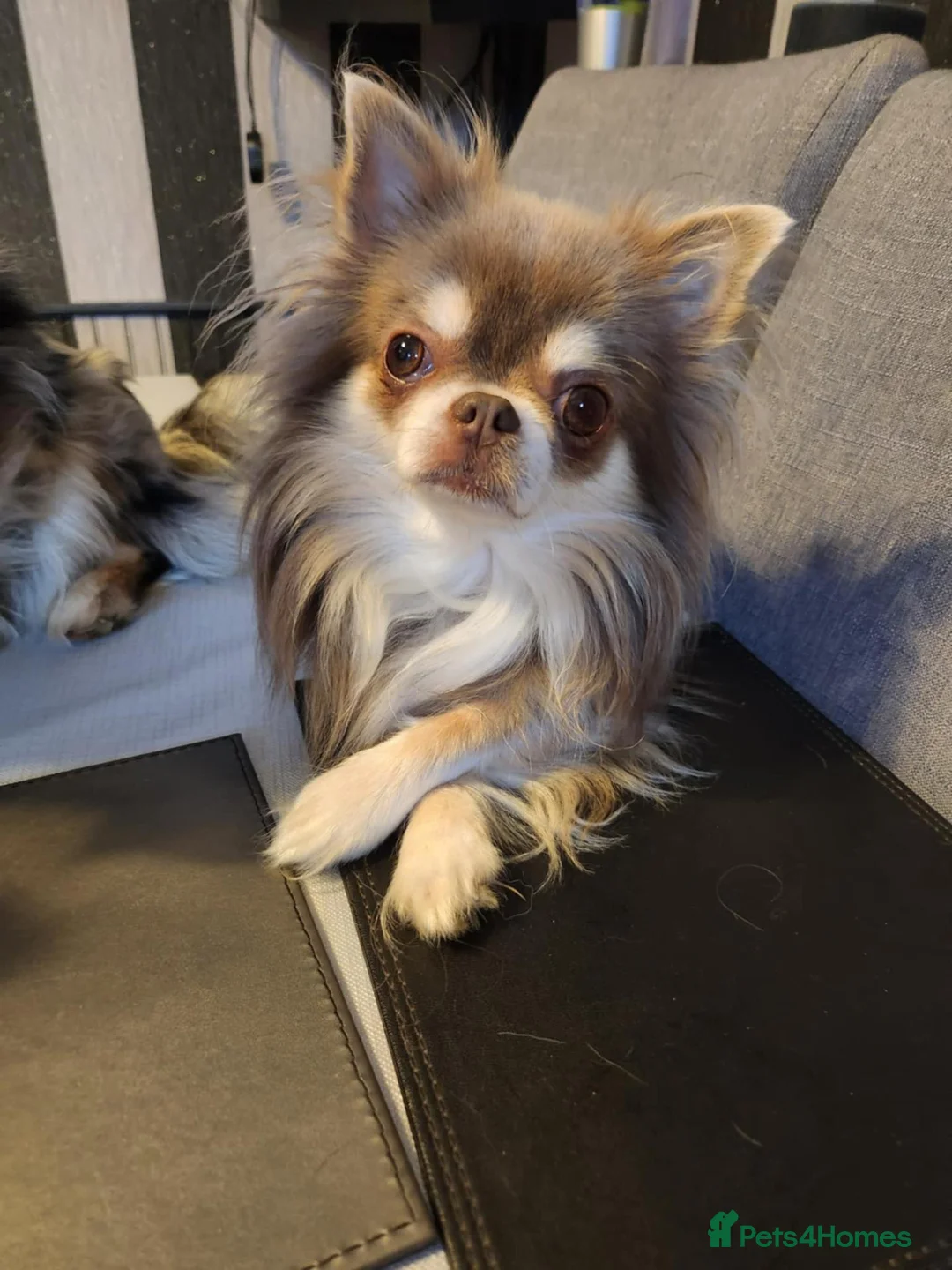 Chihuahua dogs for sale: Very Small chihuahua puppies  - Advert 2