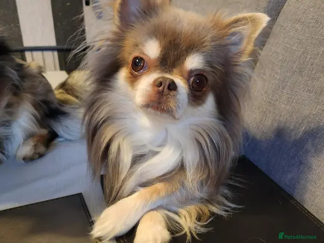 Chihuahua dogs for sale: Very Small chihuahua puppies - Advert 2