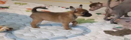 Mexican Hairless dogs for sale: NEW intermediate naked boy 2000 read the advert. - Advert 2