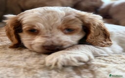 Cocker Spaniel dogs for sale: My pups🐾 fection show type cocker spaniel  - Advert 10