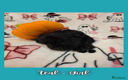 Goldador dogs for sale: Goldador puppies - Image 27