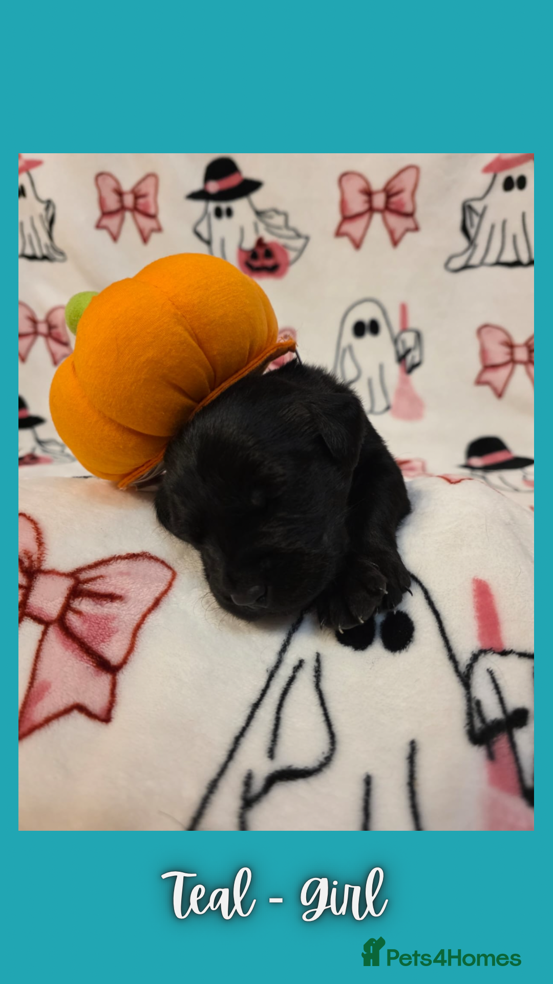 Goldador dogs for sale: Goldador puppies - Image 27