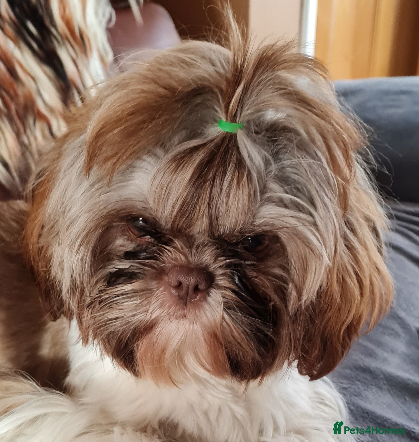 Shih Tzu dogs Imperial Shih Tzu female, 22 months KC registered. - Advert 1