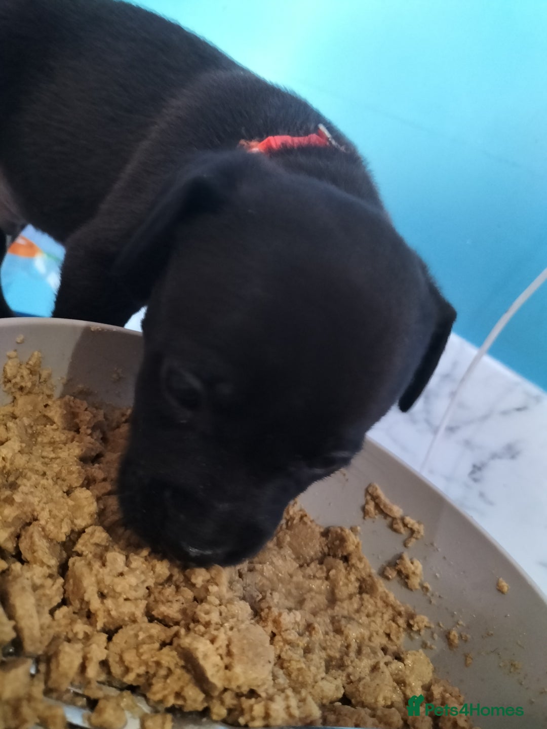 Mixed Breed dogs for sale: Beautiful litter of labrastaffs/staffadors - Image 18