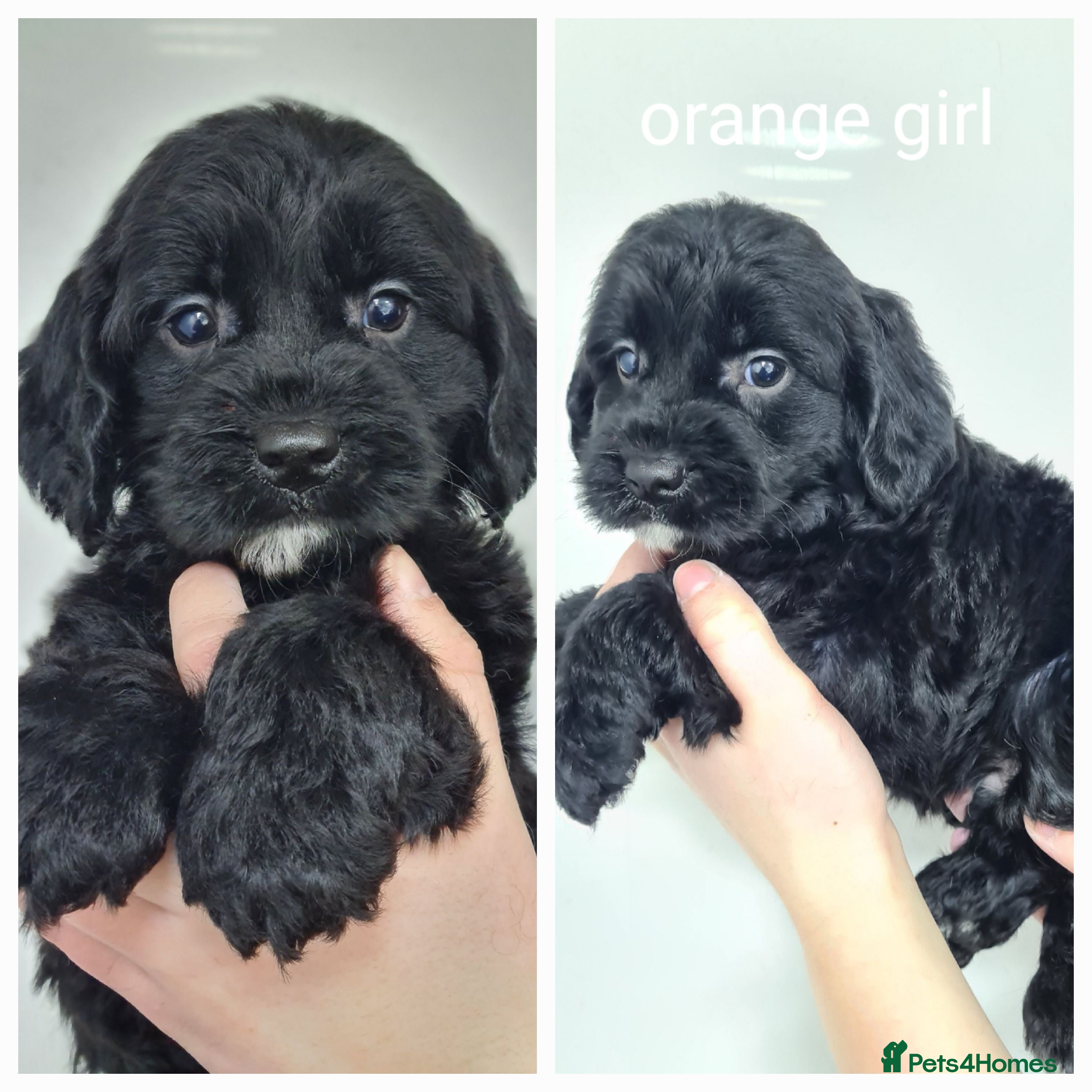 Cockapoo dogs Cockapoo f1 - Advert 1