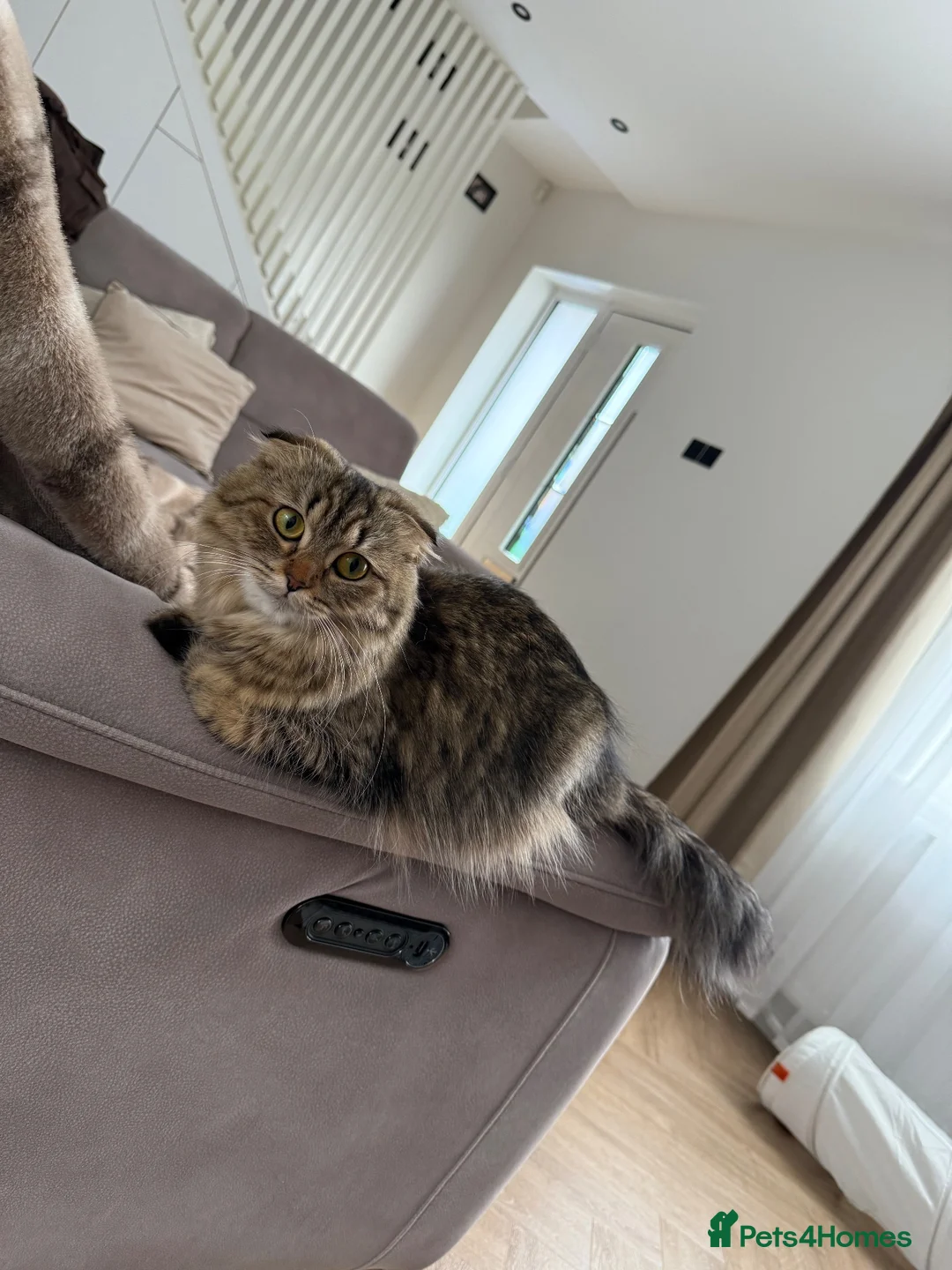 Scottish Fold cats for sale: 2boys and 1girl for sale Scotish foldxB Shorthair - Advert 2