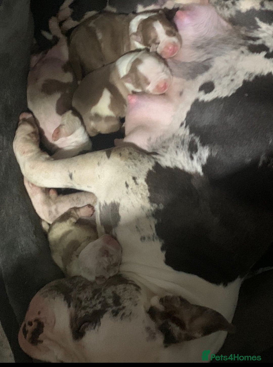 American Bully dogs for sale: perfect puppys - Image 10