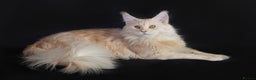 Maine Coon cats for stud: Main Coon stud - Advert 1