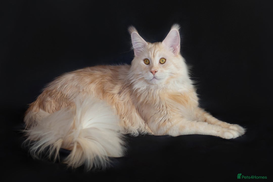 Maine Coon cats for stud: Main Coon stud - Advert 1