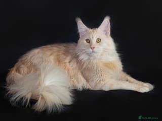 Maine Coon cats Main Coon stud - Advert 16