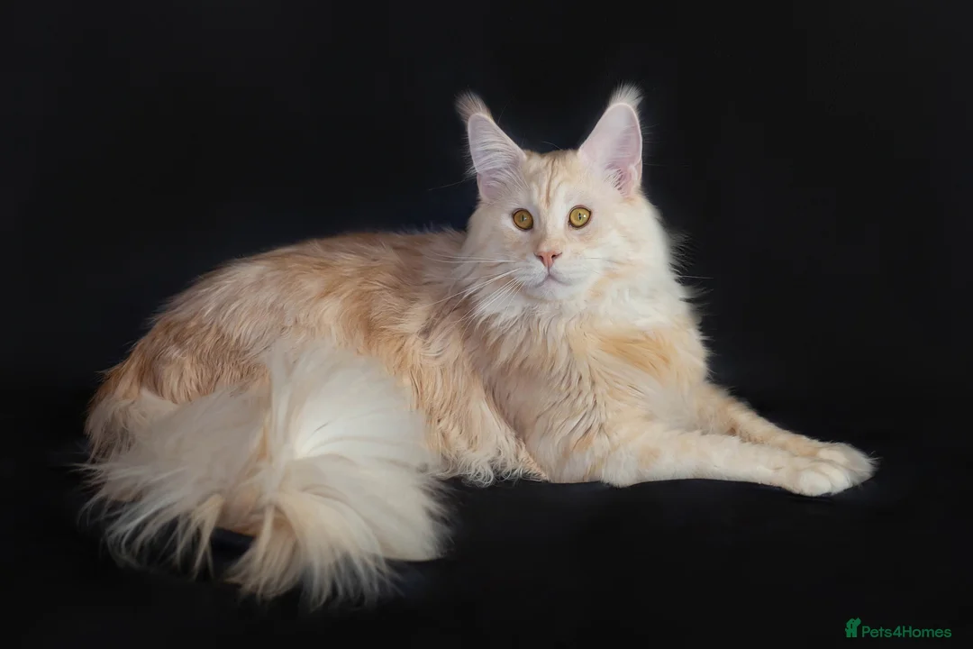 Maine Coon cats for stud: Maine Coon stud - Advert 1