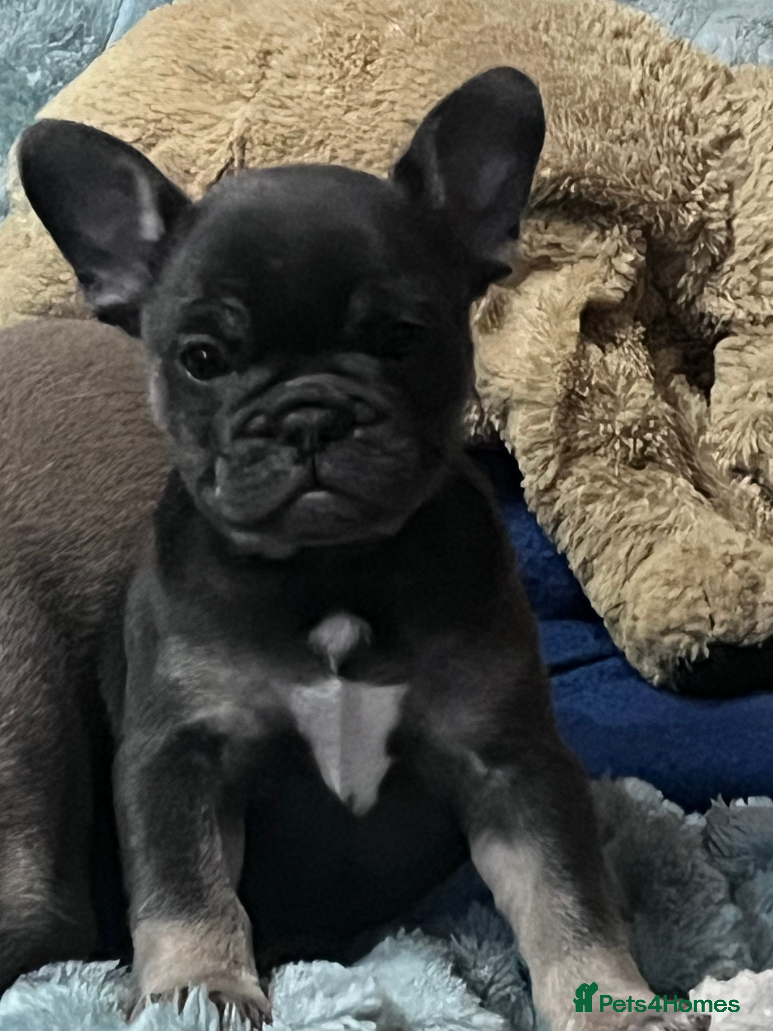 Mixed Breed dogs One beautiful blue and tan girl left £700 - Advert 8