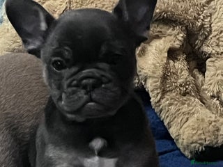 Mixed Breed dogs One beautiful blue and tan girl left £700 - Advert 15