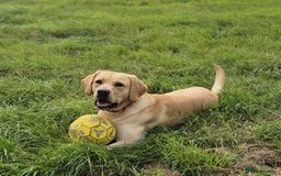 Labrador Retriever dogs for sale: Cooper 18 months  - Image 7