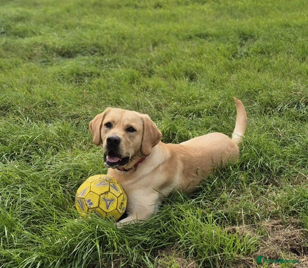 Labrador Retriever dogs for sale: Cooper 18 months  - Image 7