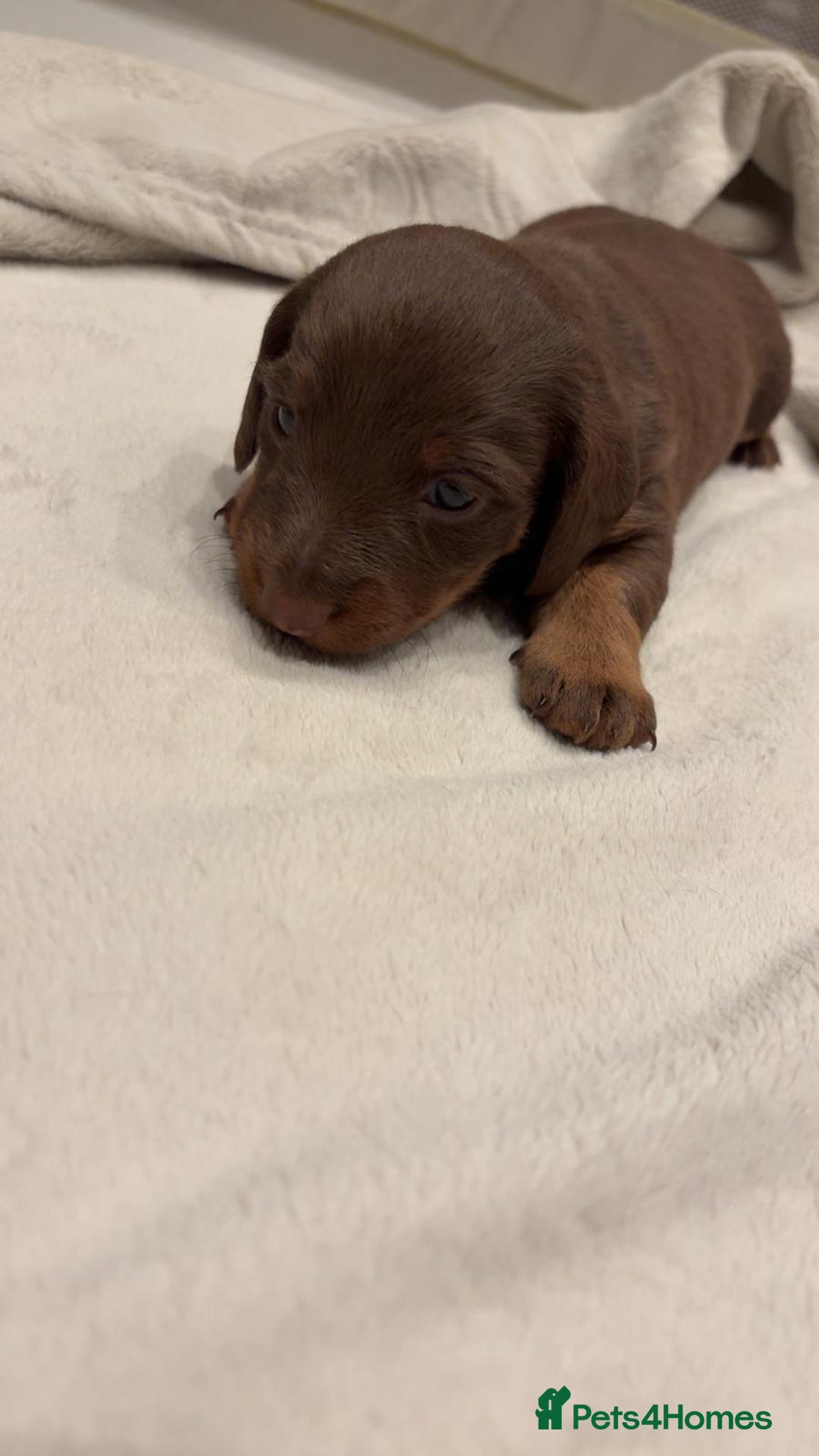 Miniature Dachshund dogs for sale: Adorable Dachshund Puppies - Advert 4