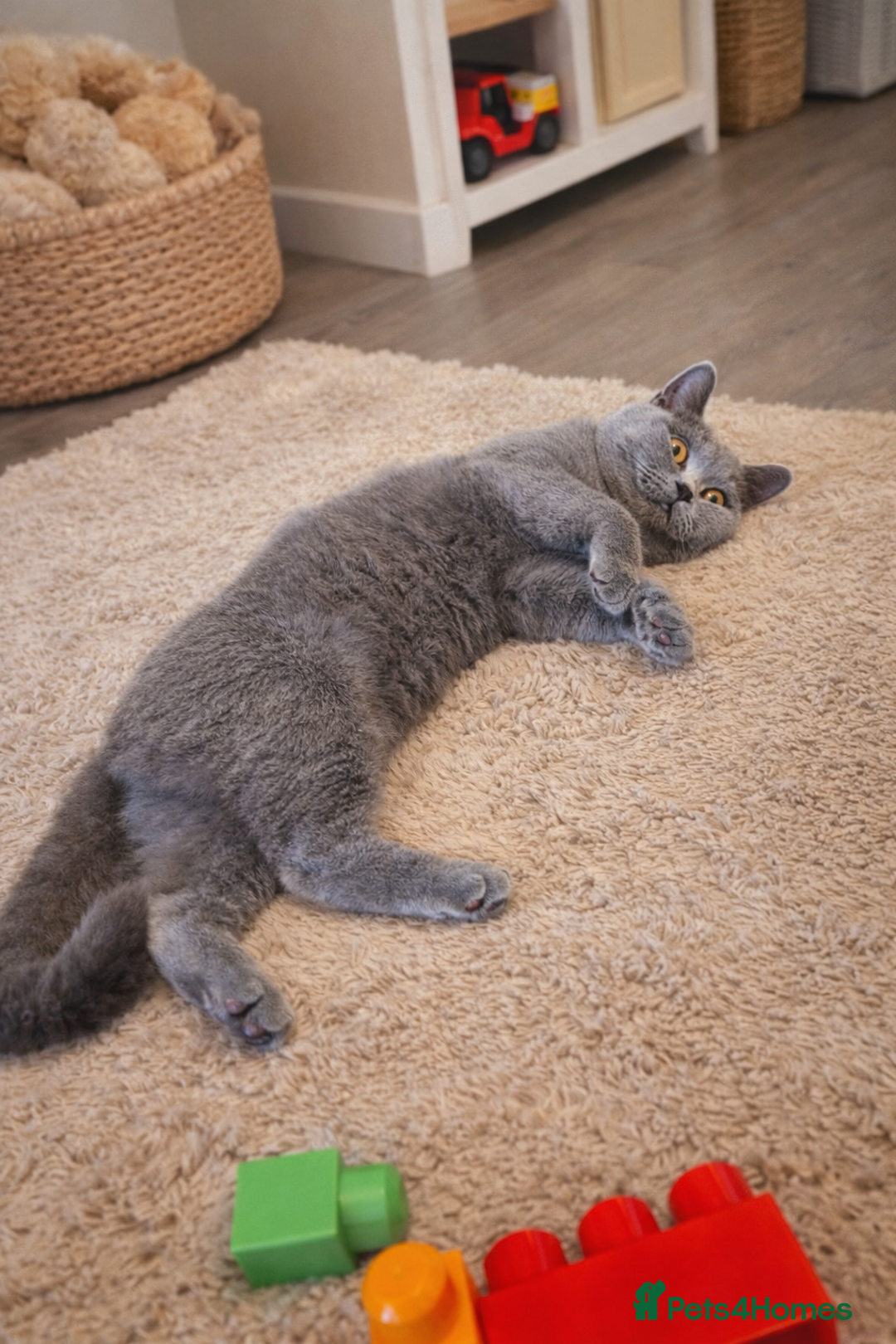 British Shorthair cats for sale: British Shorthair Kittens GCCF - Advert 3