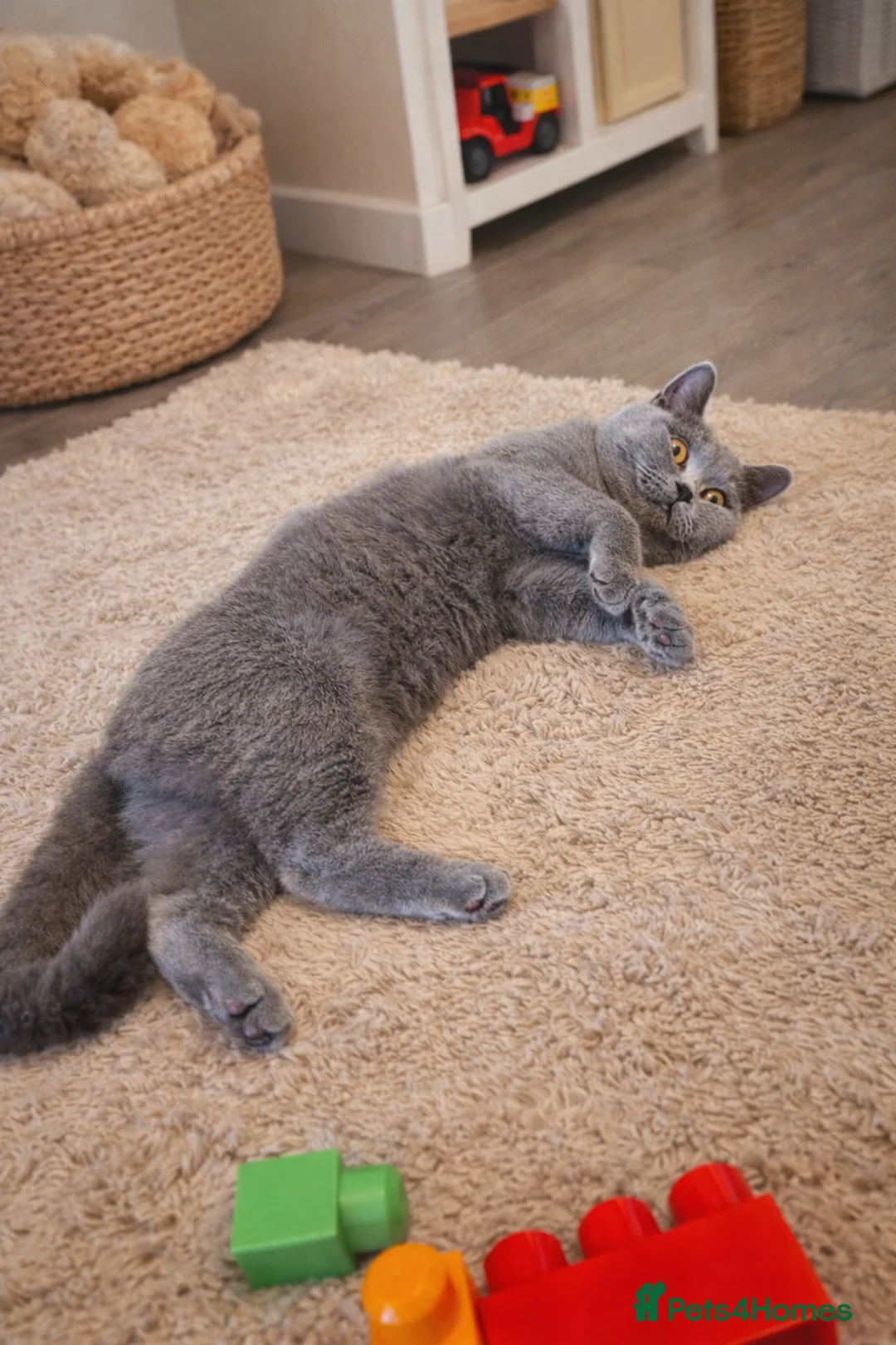 British Shorthair cats for sale: British Shorthair Kittens GCCF - Advert 5