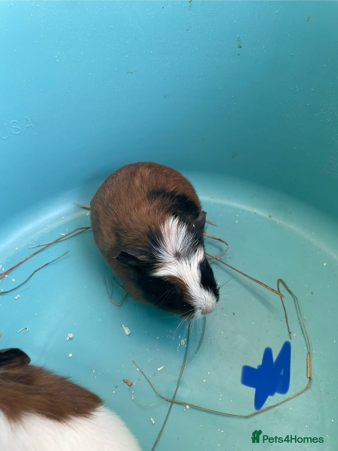 Guinea Pig rodents for sale: Baby crested Guinea Pigs.  - Advert 1