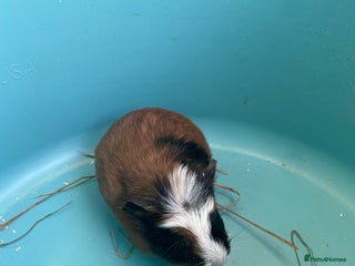 Guinea Pig rodents Baby crested Guinea Pigs. - Advert 1