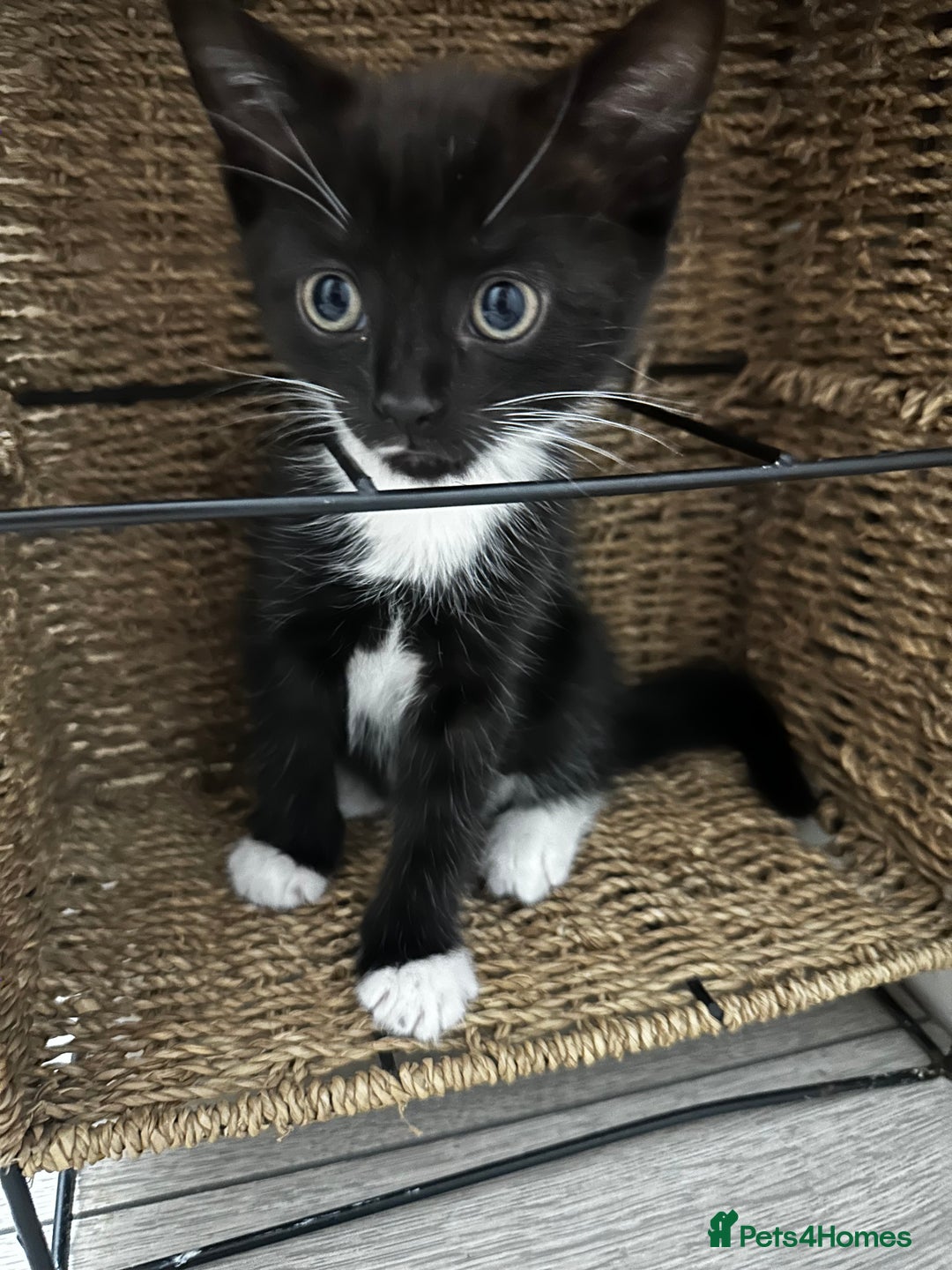 Mixed Breed cats for sale: Kittens looking a new home  - Advert 2