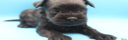 Miniature Schnauzer dogs for sale: 🌟 Exceptional KC Miniature Schnauzer Puppies 🌟 - Advert 14
