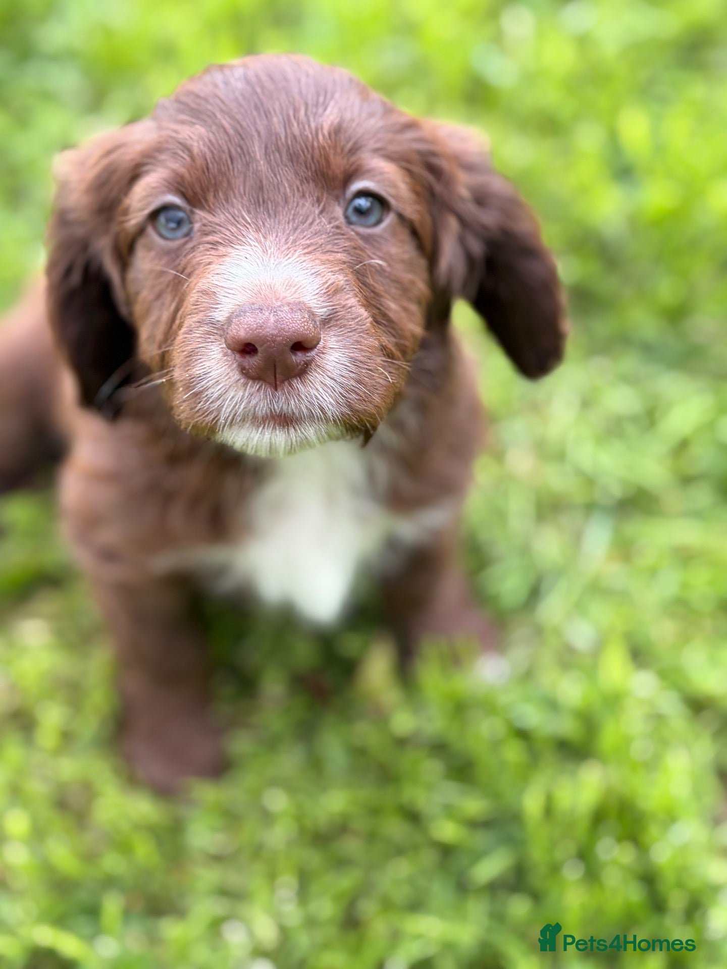 Mixed Breed dogs BEAUTIFUL COCKER X COLLIE PUPS - Advert 6