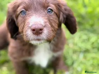 Mixed Breed dogs BEAUTIFUL COCKER X COLLIE PUPS - Advert 6
