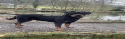 Rottweiler dogs for sale: LAST FEMALE ROTTWEILER PUPPY - Advert 9