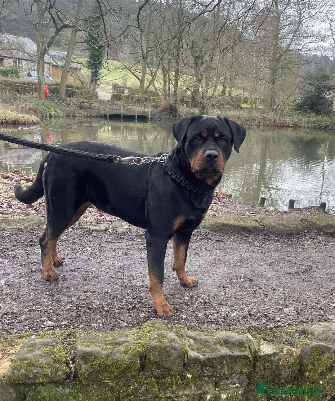 Rottweiler dogs for sale: LAST FEMALE ROTTWEILER PUPPY - Advert 9