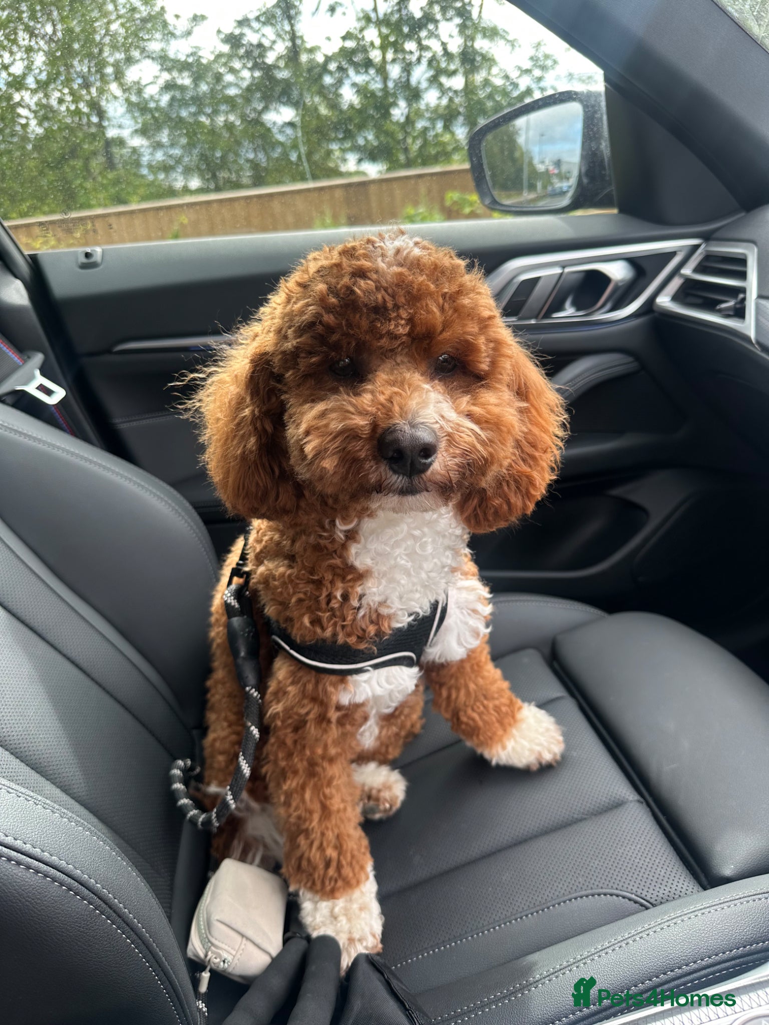 Cockapoo dogs F1B Cockapoo 8 months old  - Advert 2