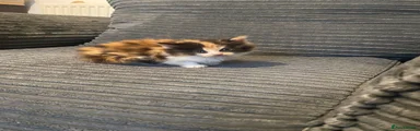 Fluffy Calico female 1 RESERVED
