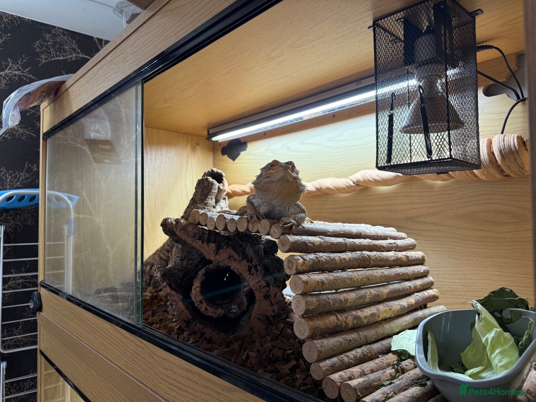 Bearded Dragon reptiles for sale: Bert The Bearded Dragon & Set up!💫 - Advert 7