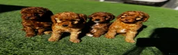 Cavapoo dogs for sale: Beautiful Red F1b Cavapoo - Viewings now welcome - Advert 1