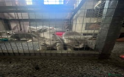 Mixed Breed cats for sale: Beautiful grey kittens - Image 12