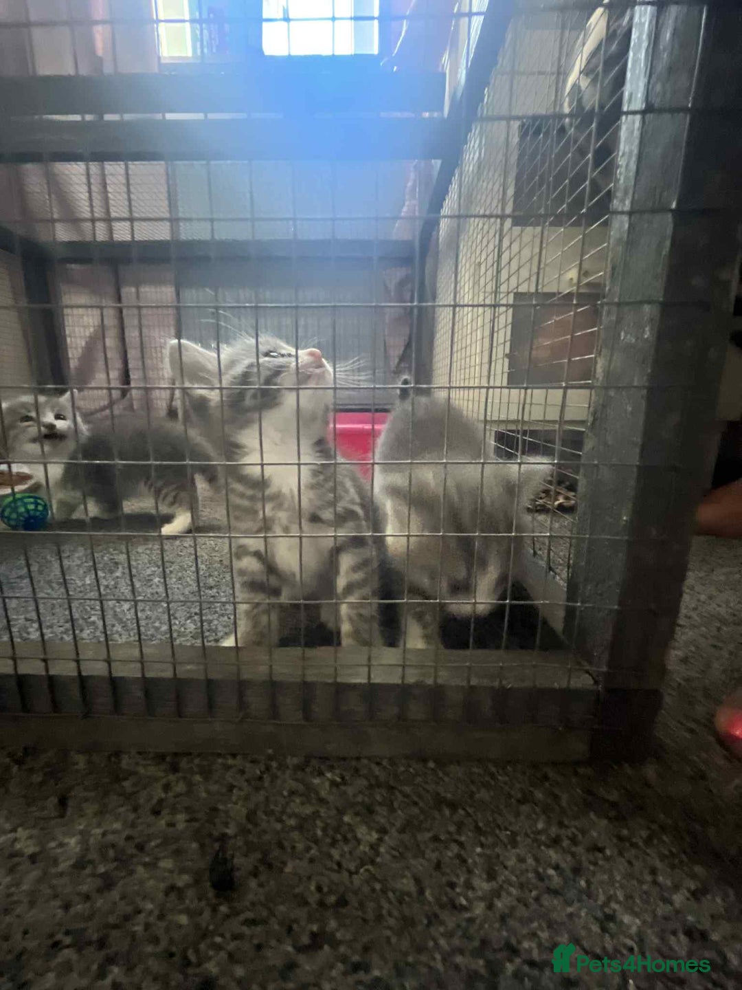 Mixed Breed cats for sale: Beautiful grey kittens - Image 12