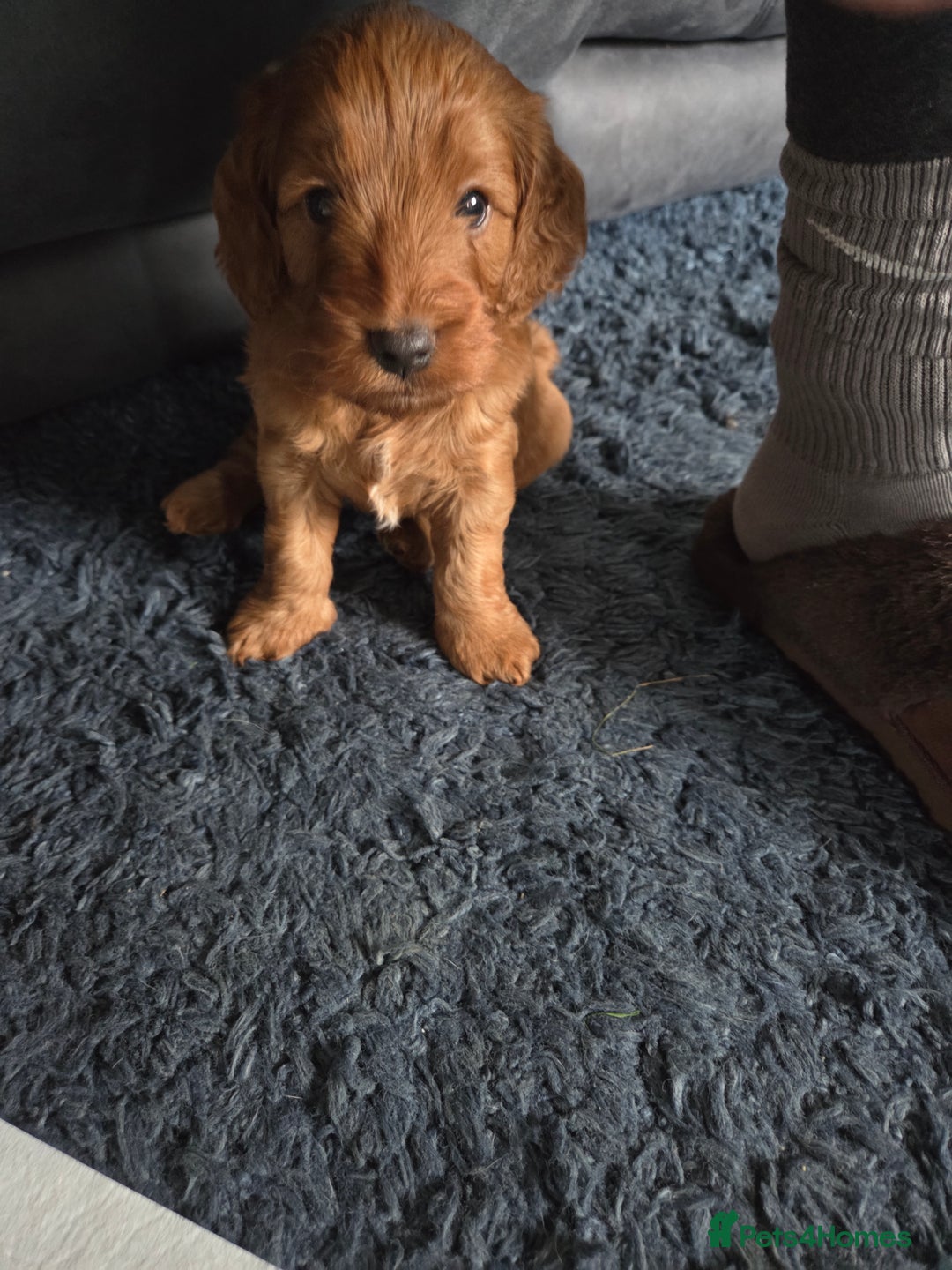 Cockapoo dogs for sale: 1 Beautiful Fox Red Boy Cockapoo Left  - Advert 15