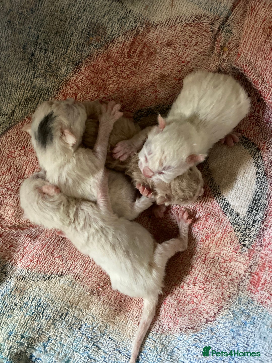 British Shorthair cats for sale: Kittens READY TO LEAVE British SH/Russian white - Image 12